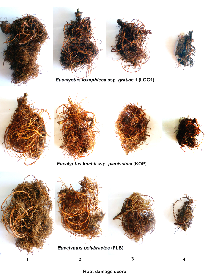 Root reduction of Eucalyptus seedlings inoculated with different Phytophthora species and isolates at 88 weeks old