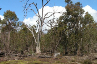 A dieback infected forest