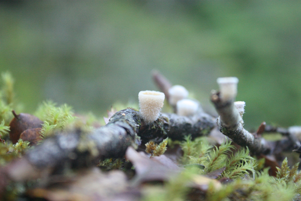 birdsnest fungi (Nidulariaceae family)