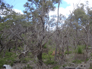 Dead Banksia